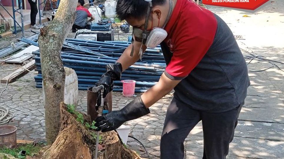 Ada Rayap Paling Berbahaya, Pelajari dari Jasa Anti Rayap BSD yang Profesional Ini