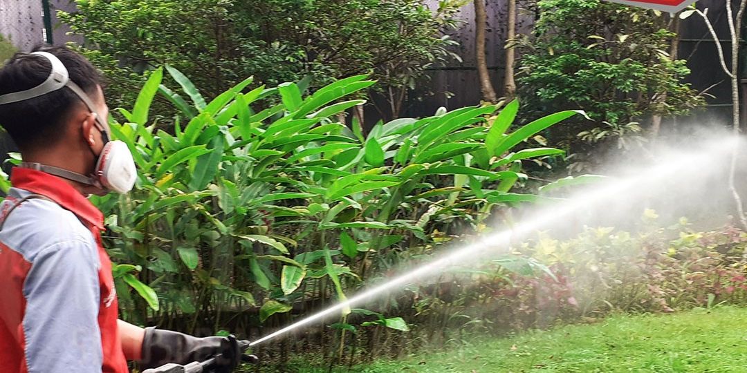 Cegah Koloni Rayap Muncul di Rumah dengan Pembasmi Rayap Depok Profesional