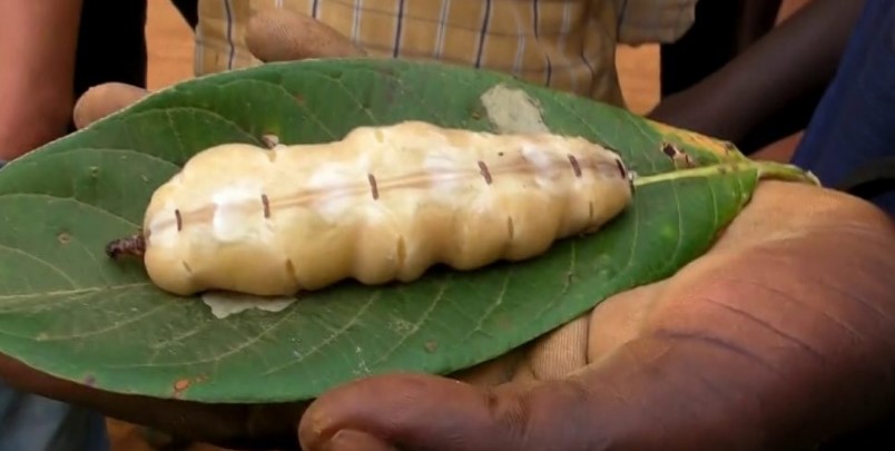 Manfaat dari Ratu Rayap Terhadap Kesehatan