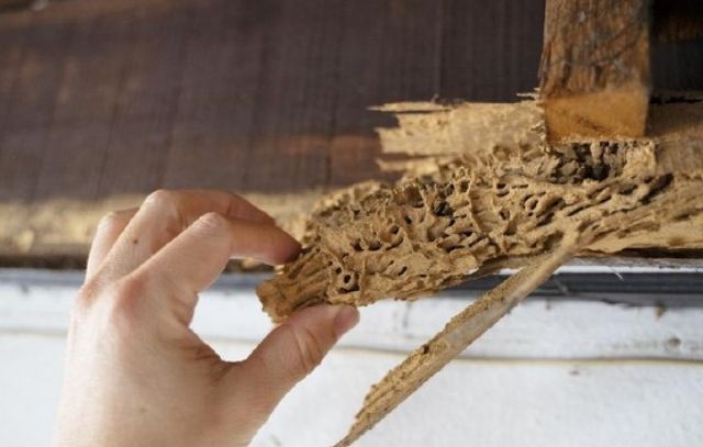 Mengusir Rayap Perusak Sofa, Begini Cara Ampuhnya