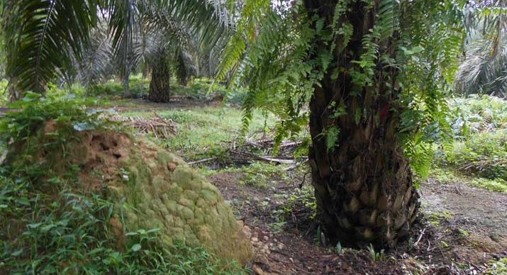 Mengatasi Serangan Rayap pada Tanaman Kelapa Sawit