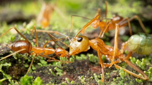 Mengenal Ciri Ciri dan Upaya Pencegahannya Semut Gila (Anoplolepis gracilipes)