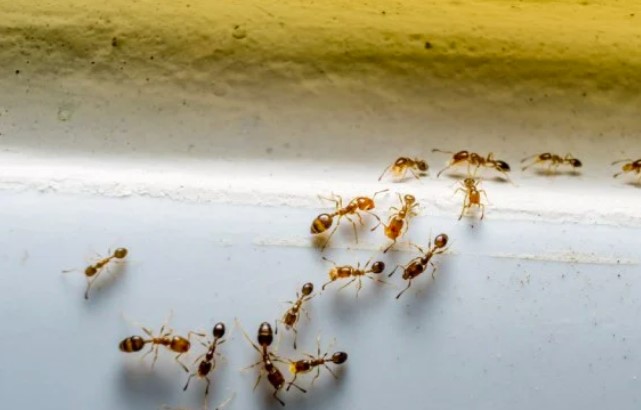 Mengenal Semut Firaun (Monomorium pharaonis) Serangga yang Kerap Mengusik Ketenangan