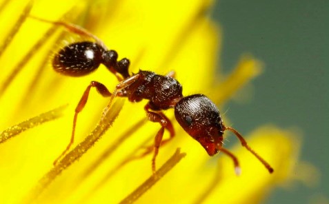 Mengenal Semut Trotoar (Tetramorium caespitum) dan Cara Penanganannya