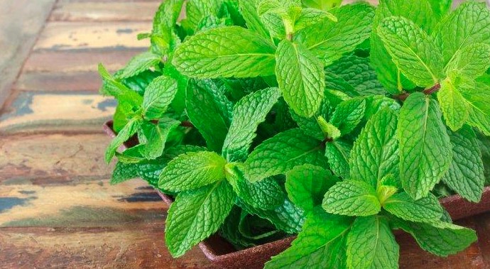 Daun Mint Rosemary Bisa Mengusir Serangga, Benarkah