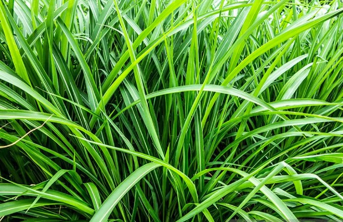 Memanfaatkan Rumput Vetiver Sebagai Bahan Alami Pengusir Serangga