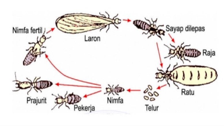 Mempelajari Siklus Hidup, Umur dan Faktor Perkembang Biakan Rayap