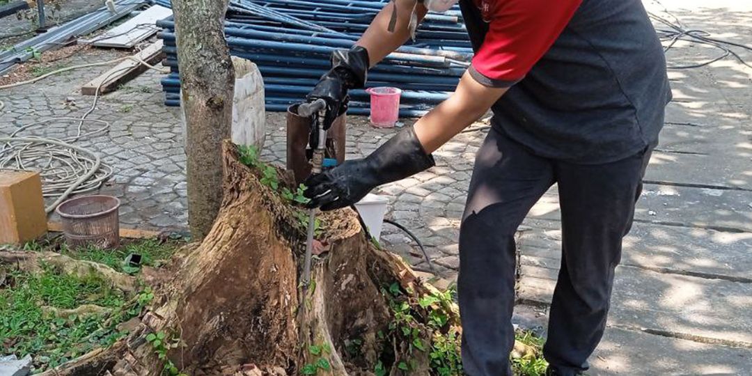 Pilih Jasa Anti dan Semprot Basmi Rayap Terbaik di Warungkondang Cianjur, Dijamin Bangunan Bebas Hama