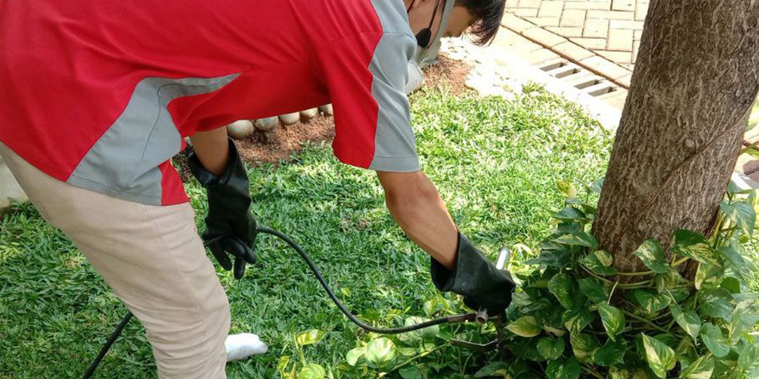 Temukan Jasa Basmi dan Semprot Anti Rayap di Cipanas Cara Ampuh Melindungi Rumah dari Serangan Rayap