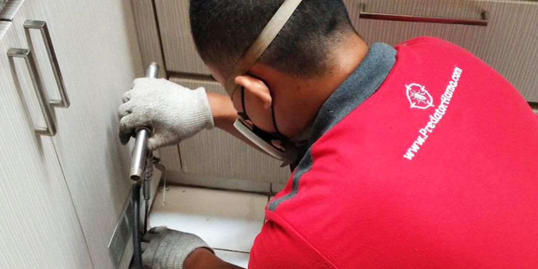 Rayap Menyerang Percayakan Jasa Basmi dan Semprot Profesional di Harapan Mulya