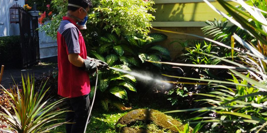 Jasa Semprot Pembasmi Rayap di Bugel dan Cimone Bebas Rayap Selamanya